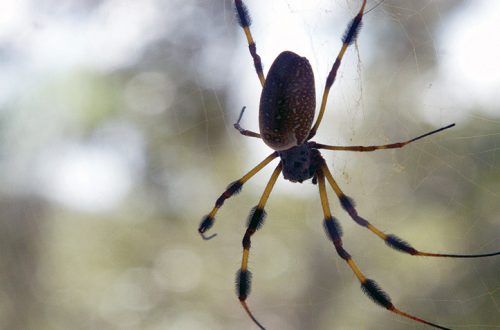 Banana Spider